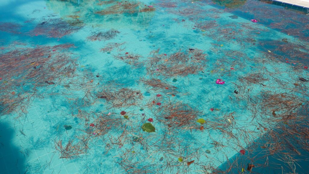 A pool covered in pine needles after a storm in the Bay Area.